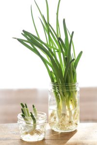 green onions growing in a glass jar with water