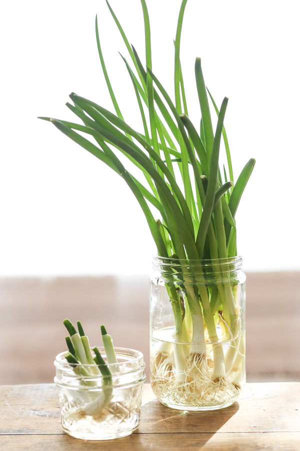 how to grow green onions from cuttings
