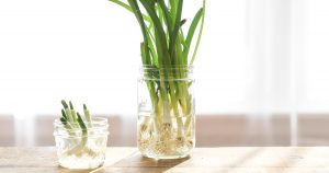 green onions growing in a glass jar with water