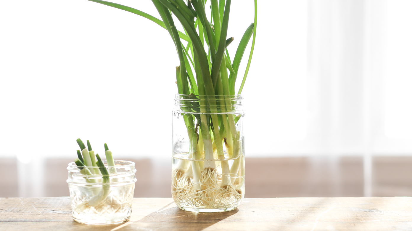 Propagation Methods: Explore alternative methods of growing green onions, such as regrowing them from scraps or using hydroponics.